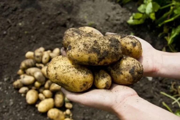 Now potatoes will grow without soil, know, easy method