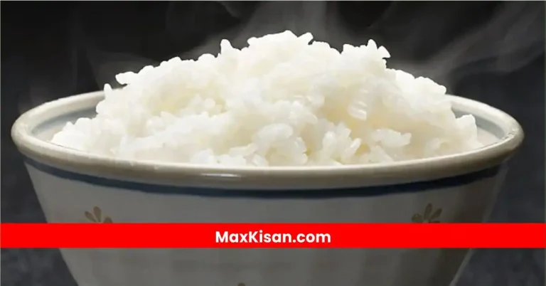 Kinmai Premium Rice
