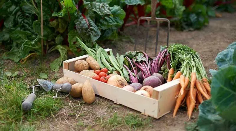 Vegetable farming tips: Farming of these 5 vegetables will earn 1 lakh