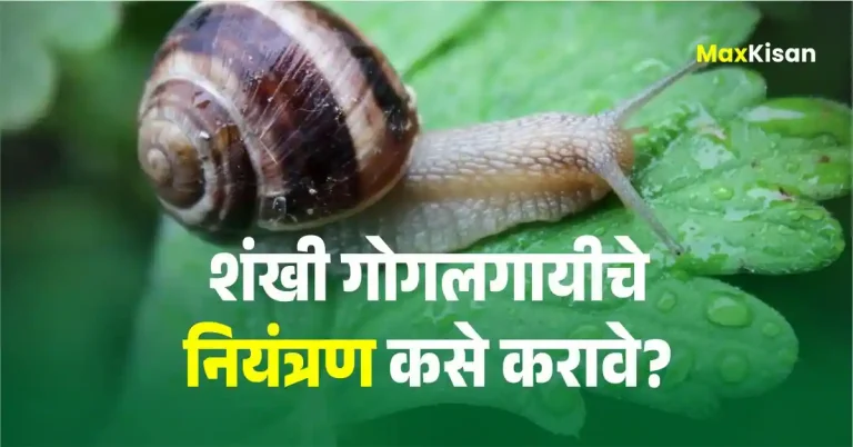 How to control snails |