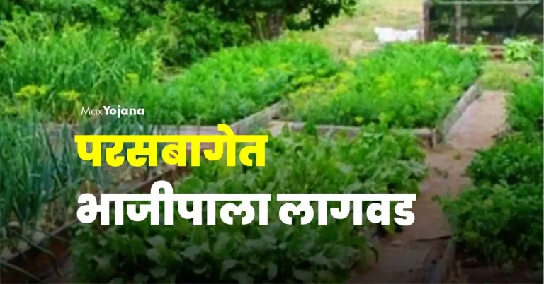 vegetable cultivation