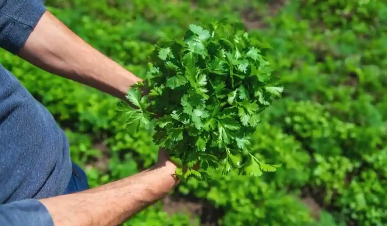 Cultivation of Coriander :